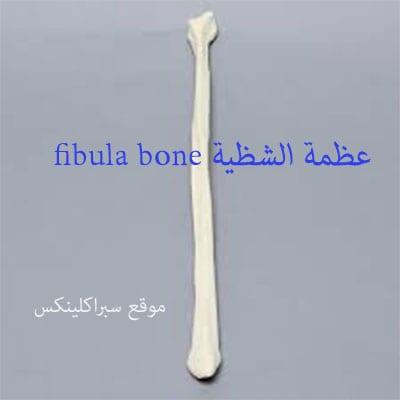 عظمة الشظية fibula bone